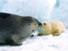 1 Meilleures Idees Sur Phoques Phoque Bebe Phoque Animaux 1 Meilleures Idees Sur Phoques Phoque Bebe Phoque Animaux