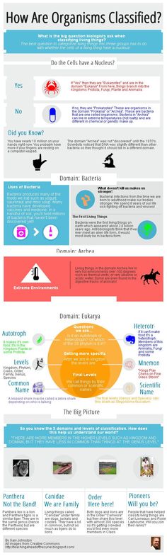 22 Best Classification Lessons And Resources For Biology