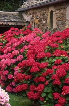 Lot de 50 graines dhortensia bleues de fleurs dhortensia de jardin de cour en pot de graines rares bleu de bonsaï Lot de 50 graines dhortensia bleues de fleurs dhortensia de jardin de cour en pot de graines rares bleu de bonsaï