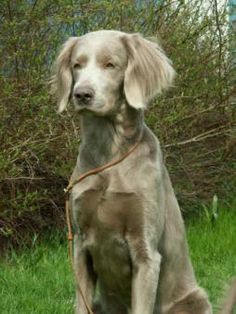 golden retriever weimaraner