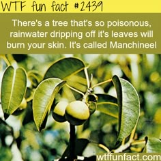 736 Best Fun Facts Images In 2018 Psychology Most Poisonous Tree The Manchineel Fun Facts Literally Everything About This Is Including Sap Which Can Burn