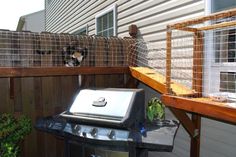 12 Best Outdoor Cat Tunnel Run Images This Lady Built An Outdoor Cat Cage So Her Cats Could Enjoy The Outdoors Without Being In Danger They Even Have A Door Coming From Window