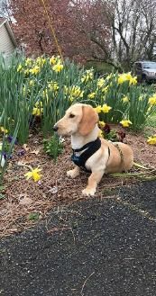 Phat Dachshunds Miniature Dachshund Breeders In Middle Tennessee