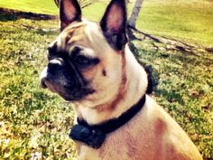 24 best boston terrier