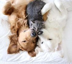 rencontre chiot et chien adulte rencontre adulte sm rencontre chiot et chien adulte rencontre adulte sm