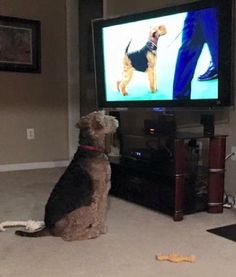 westminster dog show favorites