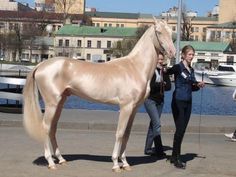 アハルテケ のアイデア 9 件 アハルテケ 美しい馬 馬 アハルテケ のアイデア 9 件 アハルテケ 美しい馬 馬