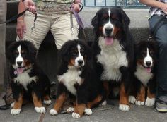australian shepherd e bovaro del bernese cucciolo bovaro del bernese www casabovary it bovaro del bernese australian shepherd e bovaro del bernese cucciolo bovaro del bernese www casabovary it bovaro del bernese