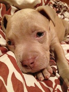 Hi There I M Bea Colin And I Provide Puppies From My Home In