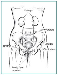 Natural Cures For Urinary Frequency Natural Cures For Urinary Frequency
