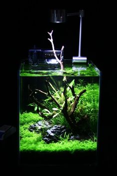 406 best freshwater aquarium