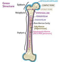 Long Bone Anatomy Quiz or Worksheet | Human bones anatomy, Anatomy