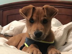 Jack Russell Terrier Puppy For Sale In Bangalore Best Price