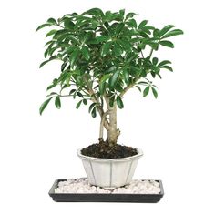 8 Best Garden Images Gardens Garten Brussel S Bonsai Dwarf Hawaiian Umbrella Tree Indoor Dt 6019arb The Home Depot