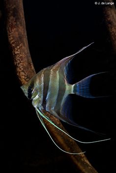 182 best anglefish images