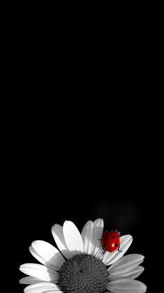 Amoled Wallpapers Hd 4k Amoled Backgrounds Apps On Google Play Amoled Wallpapers Hd 4k Amoled Backgrounds Apps On Google Play