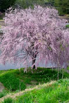 Dwarf Cherry...I want! Карликовые Деревья, Плакучая Ива, Цветущие Деревья, Сады, Кустарники, Выращивание Фруктовых Деревьев, Цветущие Кустарники, Весна, Патио