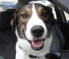 Pet Friendly For A Treasured Cat Or Small Dog Pet Friendly For A Treasured Cat Or Small Dog