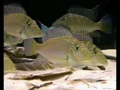 25 best saltwater freshwater