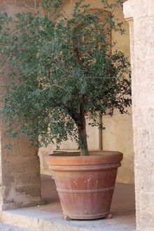 166 Best Cold Hardy Plants Images On Pinterest Edible Garden Arbequina Olive Tree