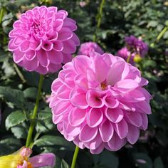 Mallow Bredon Springs Plant in 3.5/" Pot Lavatera x clementii Bredon Springs