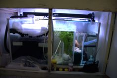 11 best aquarium sumps
