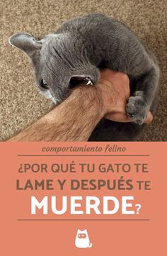 25 Ideas De Animales En 2021 Champú Para Perros Pulgas Perros Perro Casero