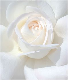 White Roses Is The Color Of Purity Chastity And Innocence Flowers Are Generally Associated With New Beginnings Can Be Used To