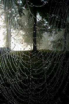 Image result for dawn-spun spider silk shimmering with milky light fleeting enchantment