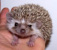 Hedgehog: Okay, okay. I know I'm precious and really cute, but what about my mind? More to me than meets the eye, you know...