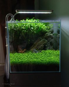 74 best planted tank