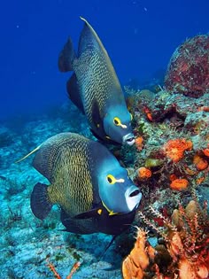 1096 best fish other