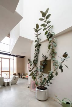 7 Best Tall Indoor Plants Images In 2018 Gardens Plant Decor Balcony
