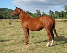 Mejores 10 imágenes de Caballos cuarto de milla puros en Pinterest ... Mejores 10 imágenes de Caballos cuarto de milla puros en Pinterest ...