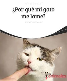 Por Qué Mi Gato Me Lame Mis Animales Gatos Alimento Perros Lenguaje De Los Gatos