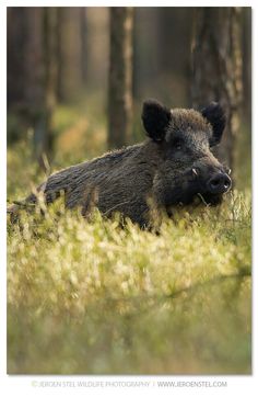 100 Meilleures Idees Sur Citations Chasse Chasse Sanglier Animaux Foret 100 Meilleures Idees Sur Citations Chasse Chasse Sanglier Animaux Foret