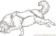 sled dog coloring pages | Stock Photo: Alaskan sled dogs | print ... sled dog coloring pages | Stock Photo: Alaskan sled dogs | print ...