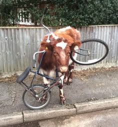Cow with toy car on head outlet