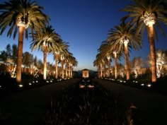 10 Best Palm Tree Lighting Images Trees Lights Palms Armeria Palmtreelightng Palm Tree Lighting