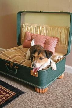 Auf welche Faktoren Sie als Kunde bei der Auswahl von Hundekorb selber bauen achten sollten!