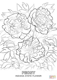 Click The Indiana State Flower Coloring Pages To View Printable Version Or Color It Online