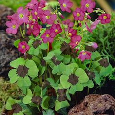 T Problems What Is The Secret To Growing Sweetpeas Flower Cart Mary The Leaf C Pink Flowers Burgundy Irish Garden Ideas Presents