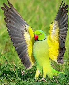 900 Ideas De Aves De Colores En 2021 Aves De Colores Aves Pájaros Hermosos
