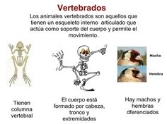 90 mejores imágenes de Vertebrados | Vertebrados, Animales 90 mejores imágenes de Vertebrados | Vertebrados, Animales