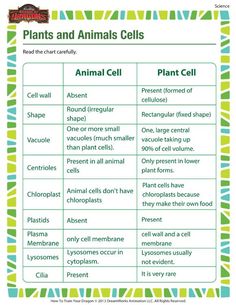 plant animal cell venn diagram science ideas animal cell plant animal venn diagram