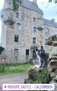 35 Adso The Cat From Outlander Aka Bear Ideas Outlander Kitten The Fiery Cross