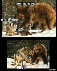 funny bear meme www jokideo com tongue in cheek 6eae08ca2f32189a68d3b7be3adb20c7 bear meme ara funny bear meme www jokideo com tongue in cheek
