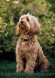 Coat Types of Goldendoodles Black Goldendoodle Dogs