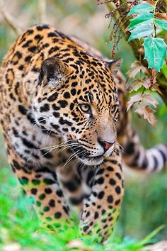 120 Ideas De Jaguares Y Leopardos Leopardos Felinos Jaguar