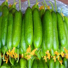 Samen Thumb Mini Wassermelone Gurken Gurken Gemüsesamen 10 Samen